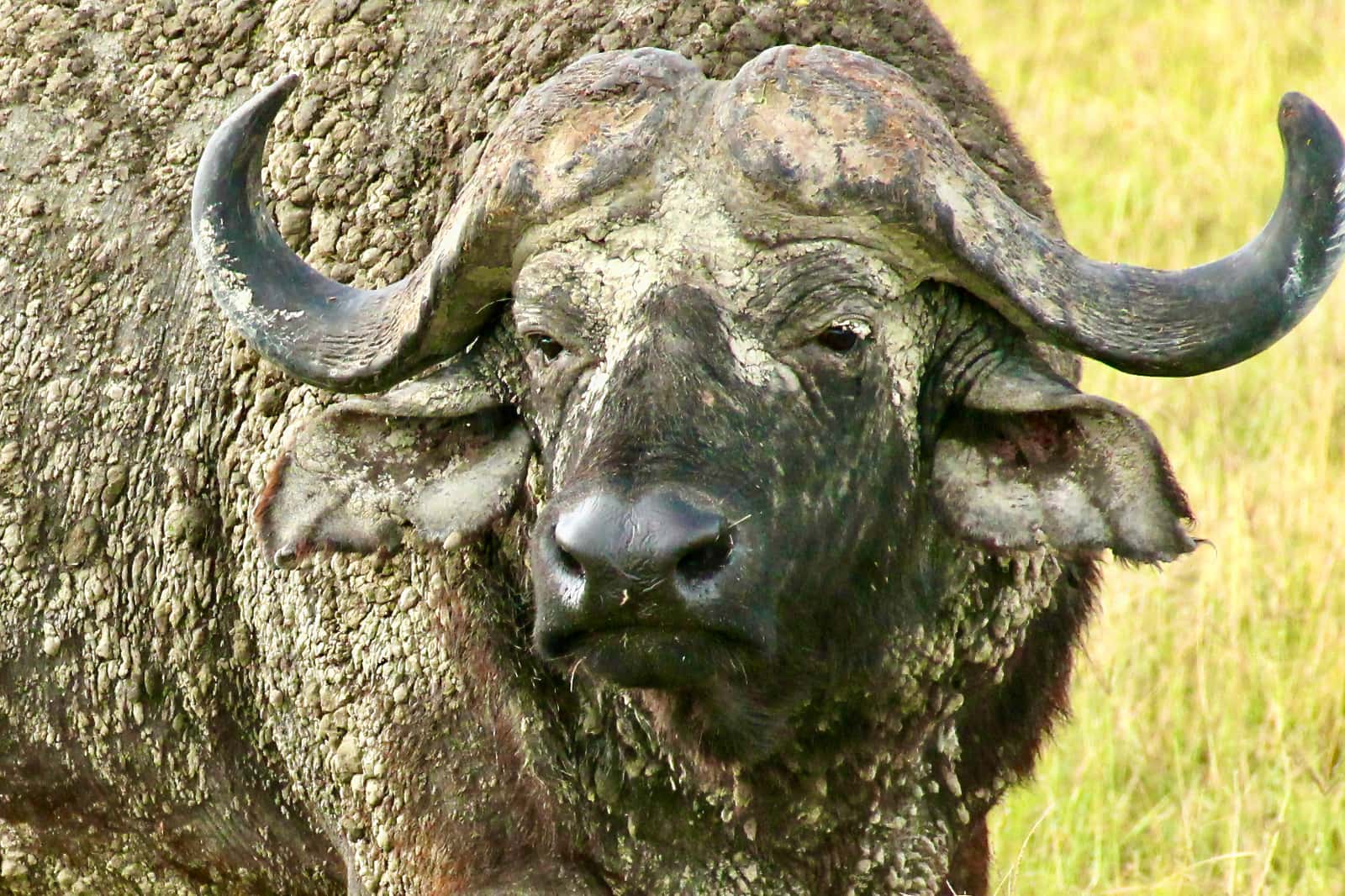 Water buffalo covered with dried mud