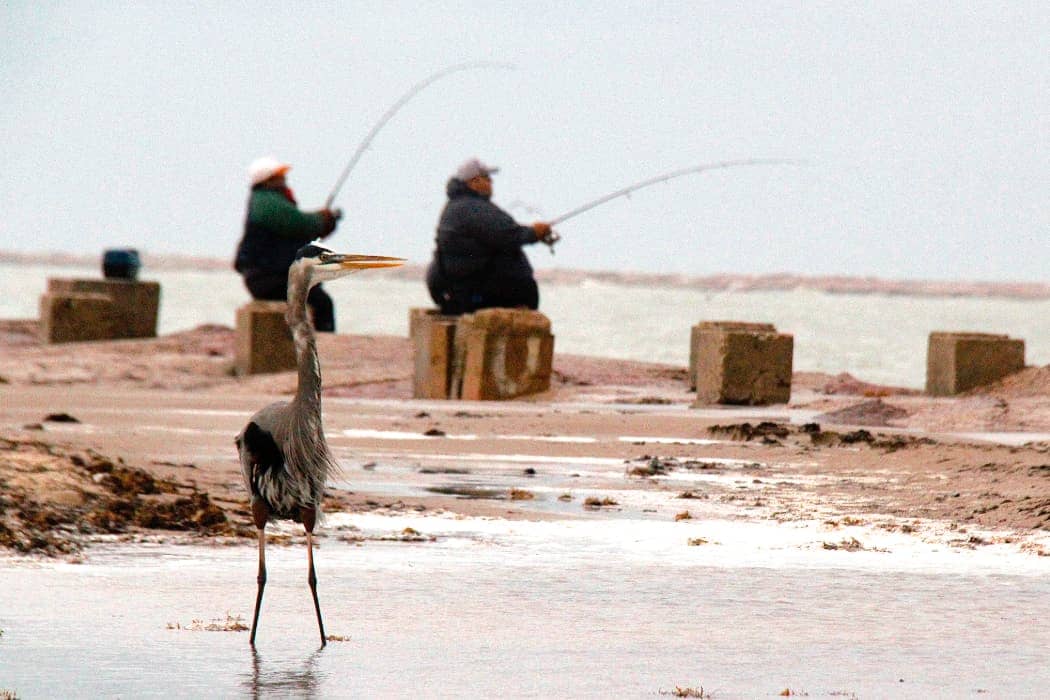 Long legged bird walking in front of two men fishing