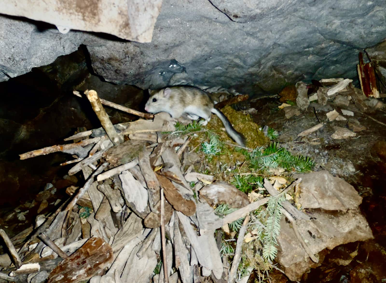 White and beige coloured rat in narrow cave