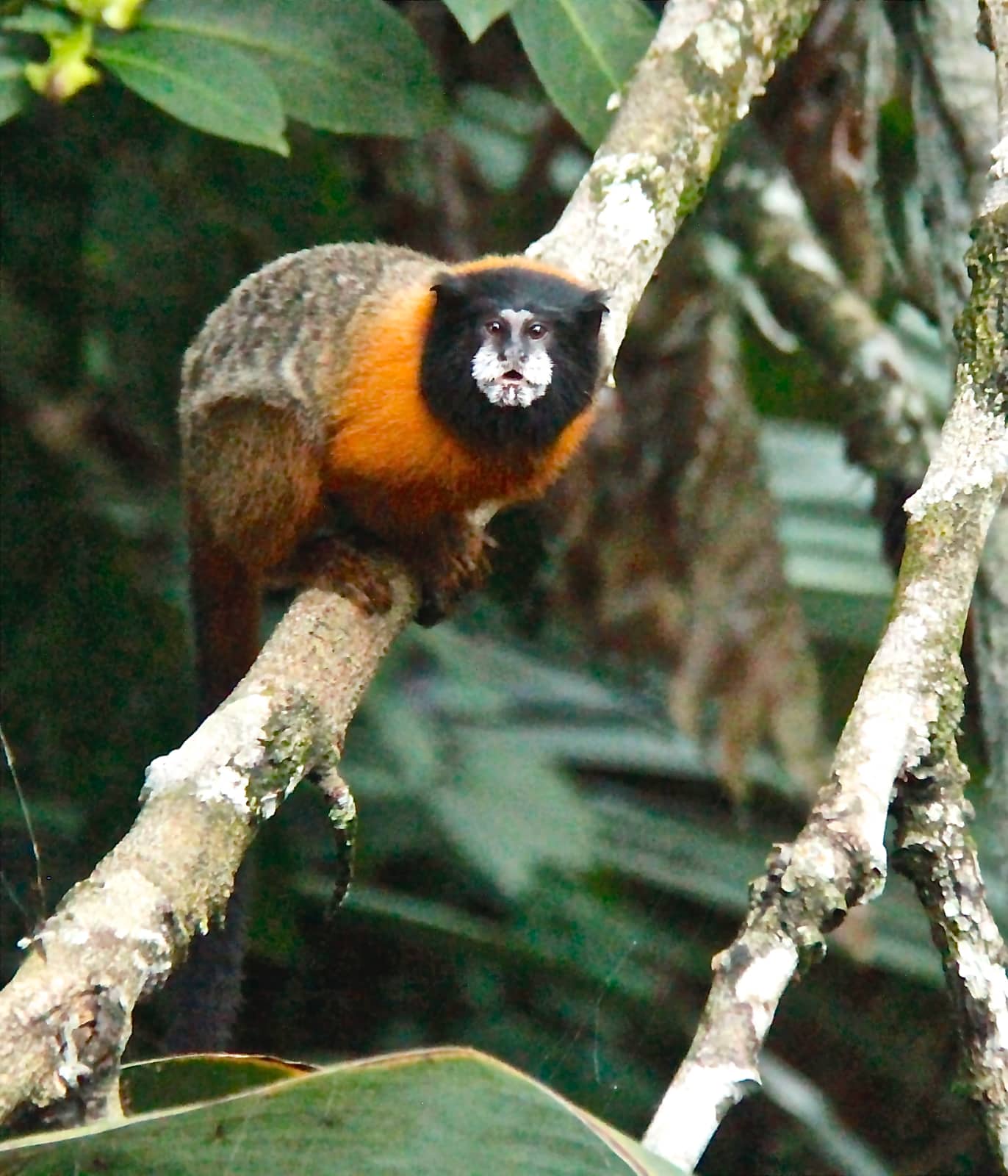 White, black and orange mammal on tree