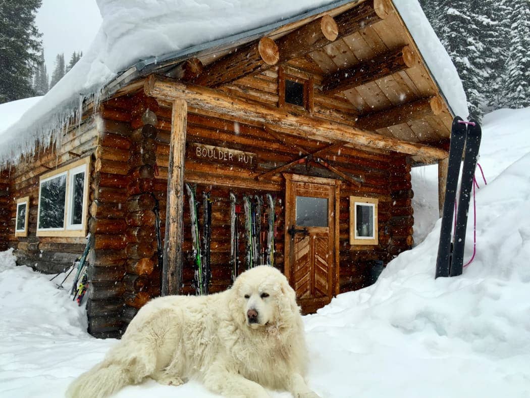 White haired dog posing in front of boulder hut