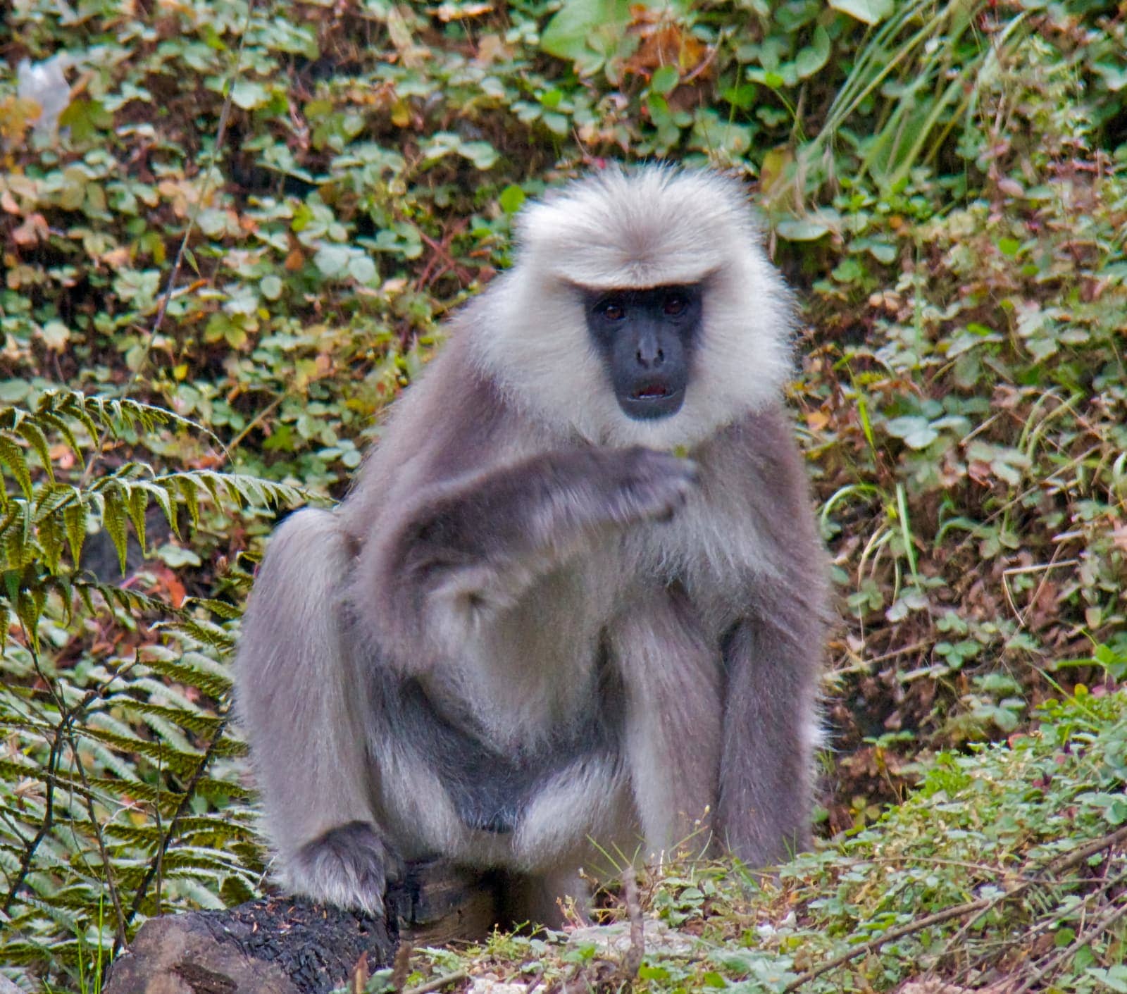 White langur sitting amongst grasses