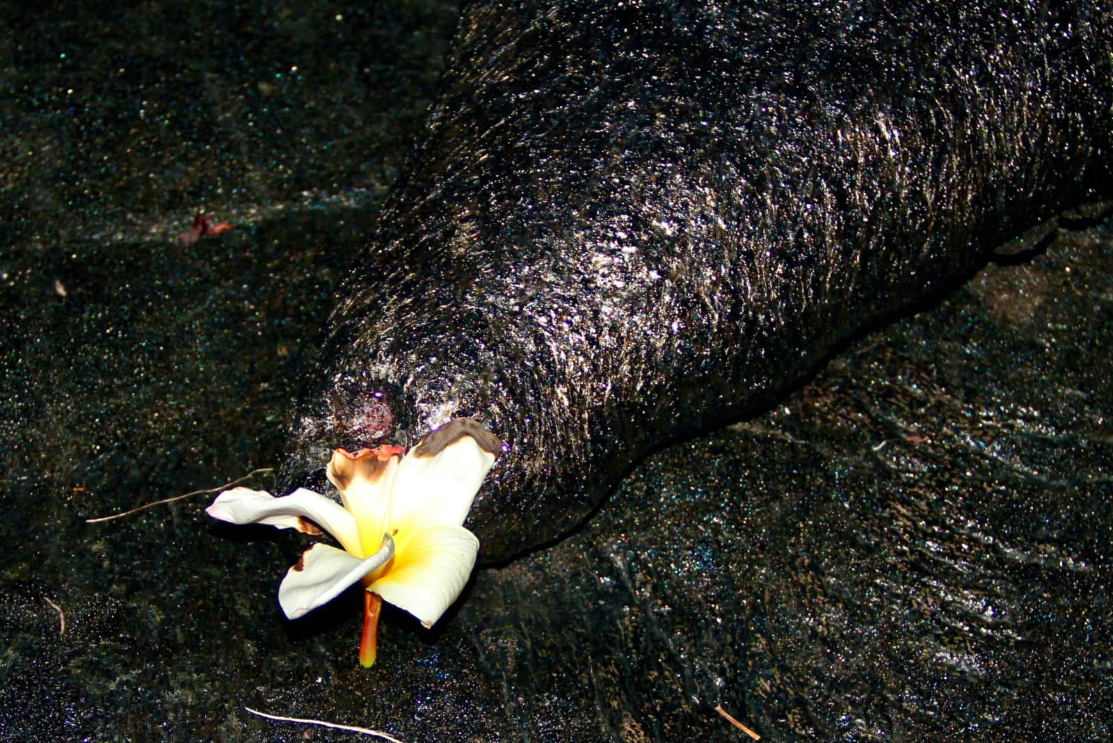 White plumeria flower being burnt by hot lava