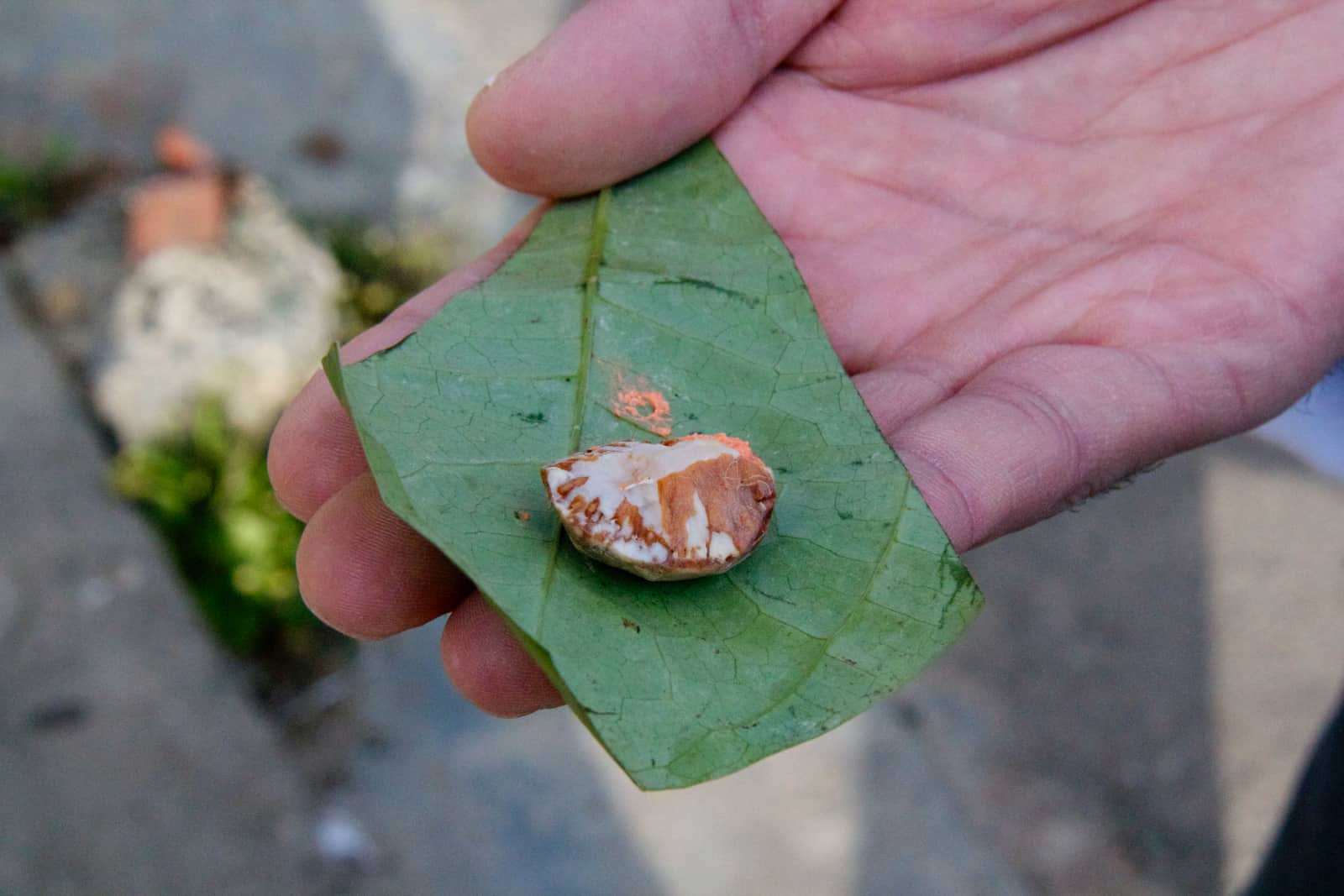 Wild vegetation sitting on leaf being held by human hand