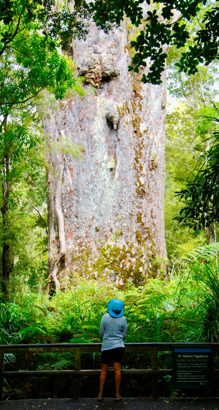 Woman admiring large Kauri tree