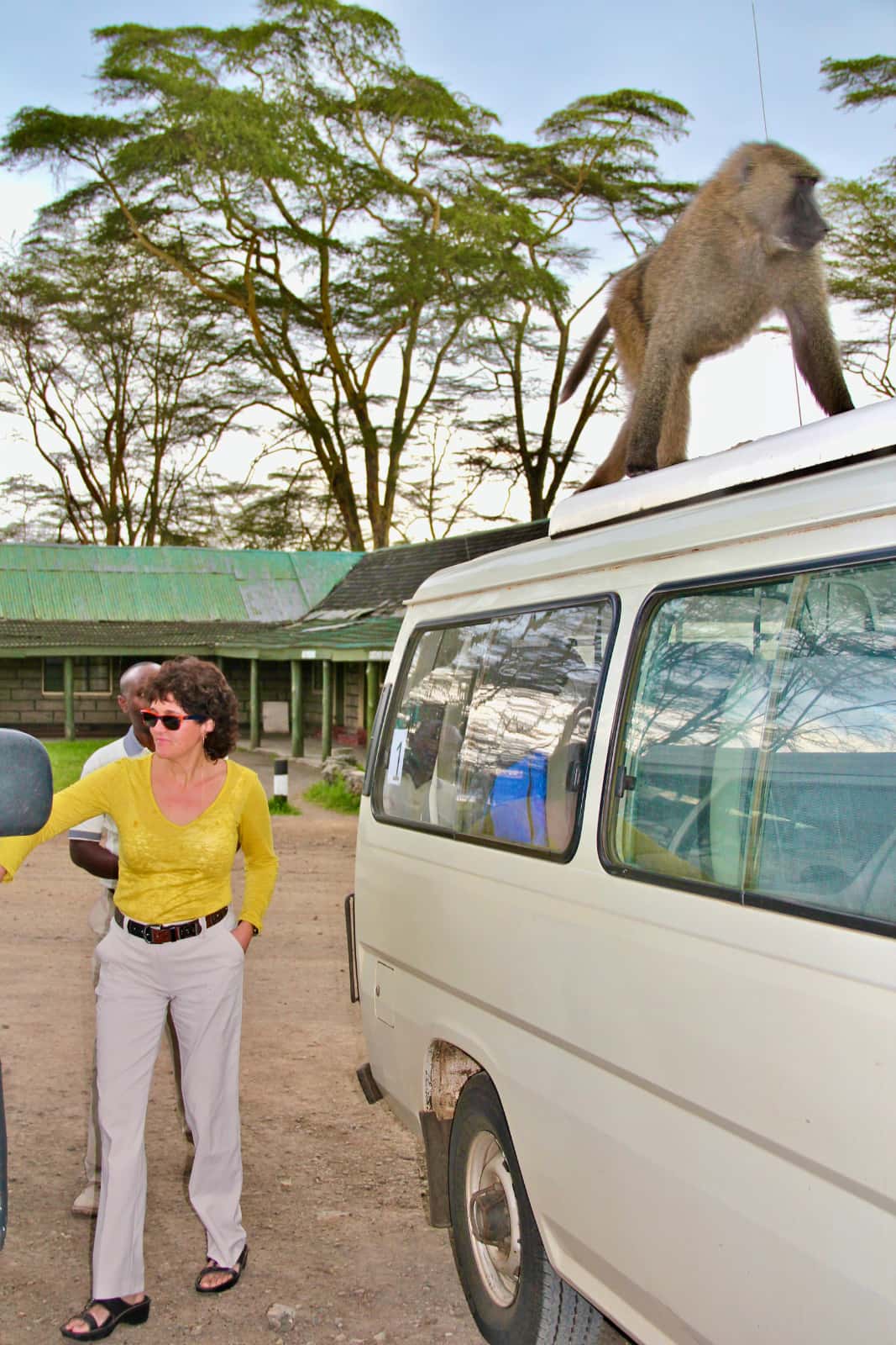 Woman in yellow shirt walking to van with baboon on roof of another van