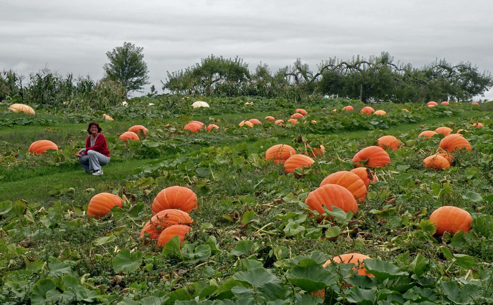 Woman kneeling in field of large pumpkins