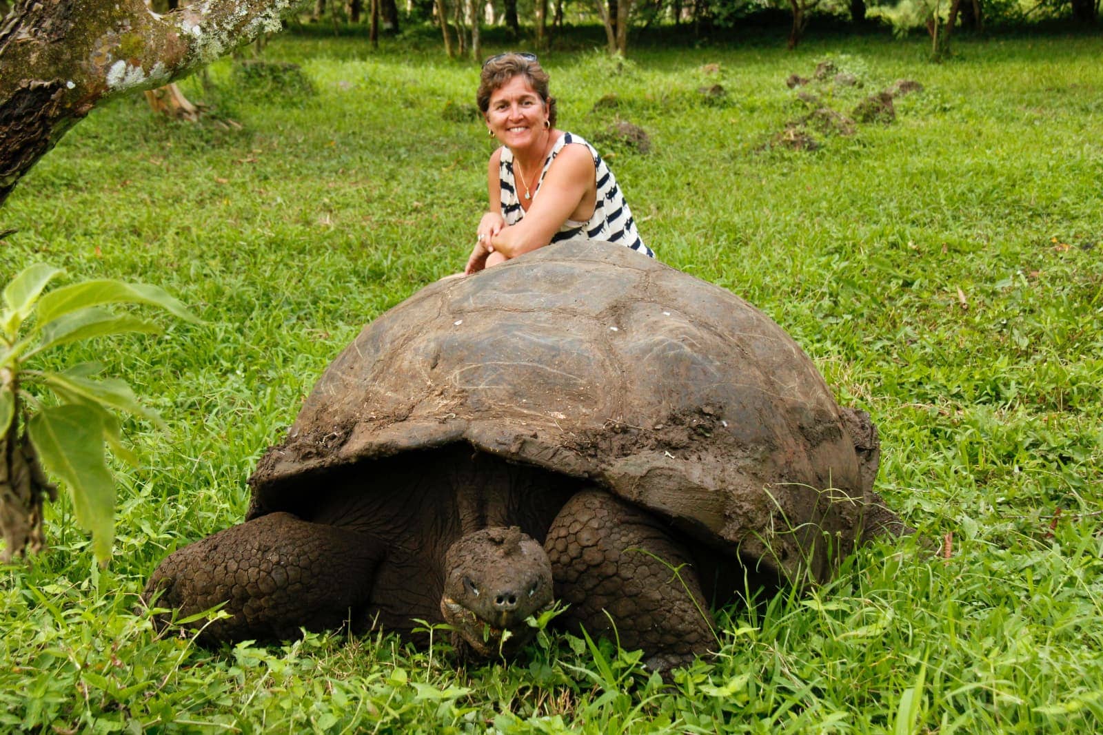 Woman posing with giant tortoise on grass