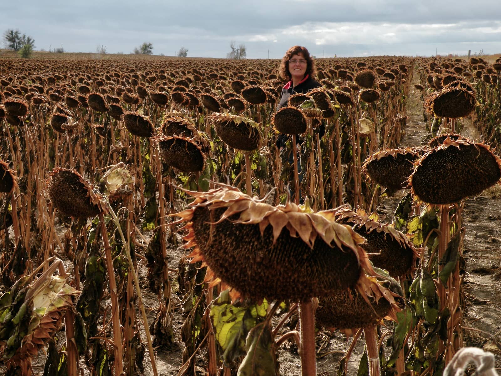 Woman standing amongst wilted sunflower plants