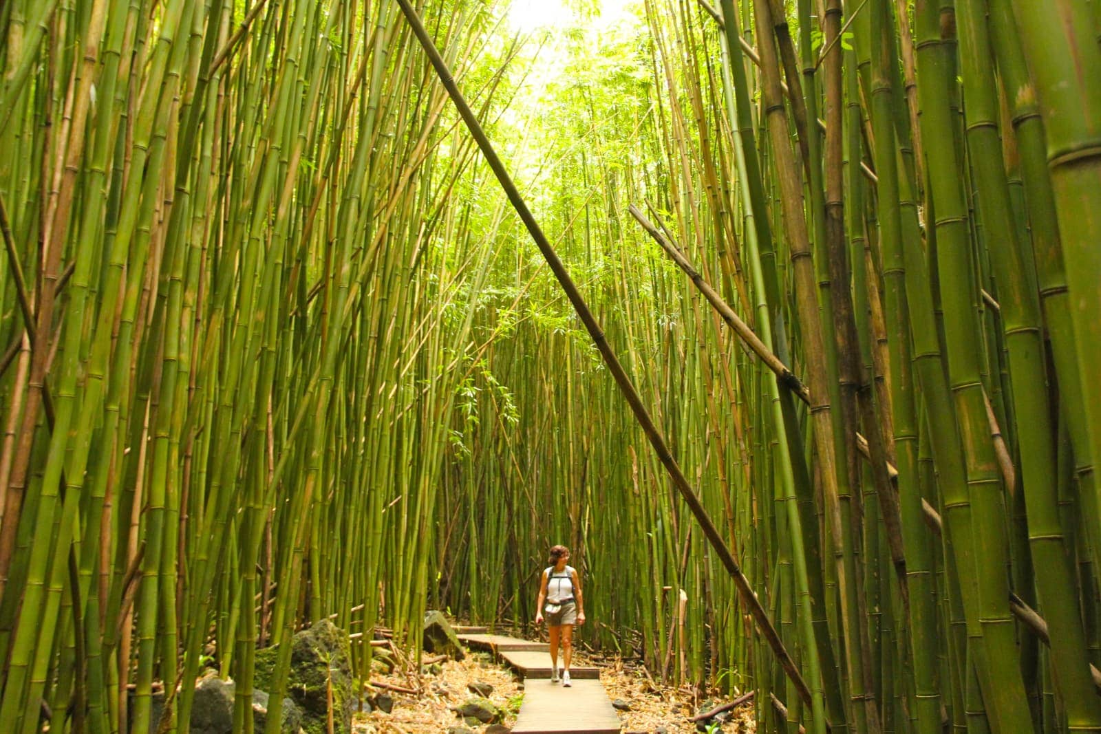 Woman walking through tall bamboo reeds