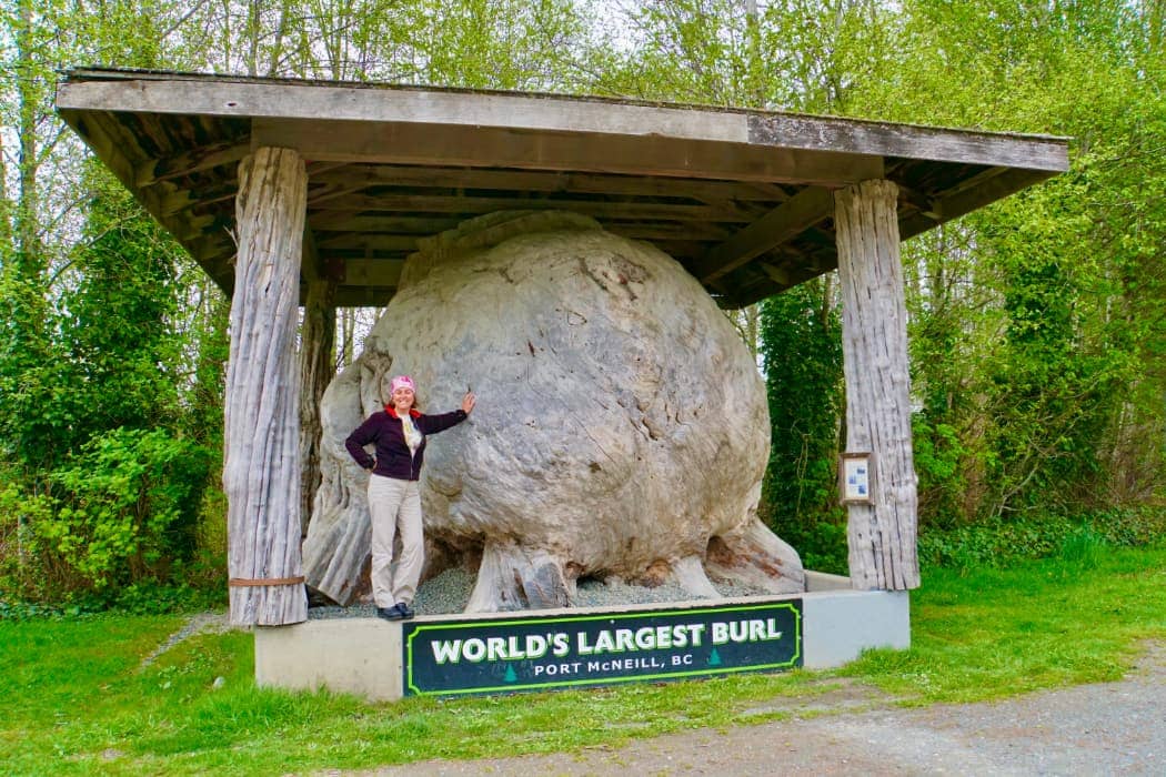 Woman posing with world's largest burl