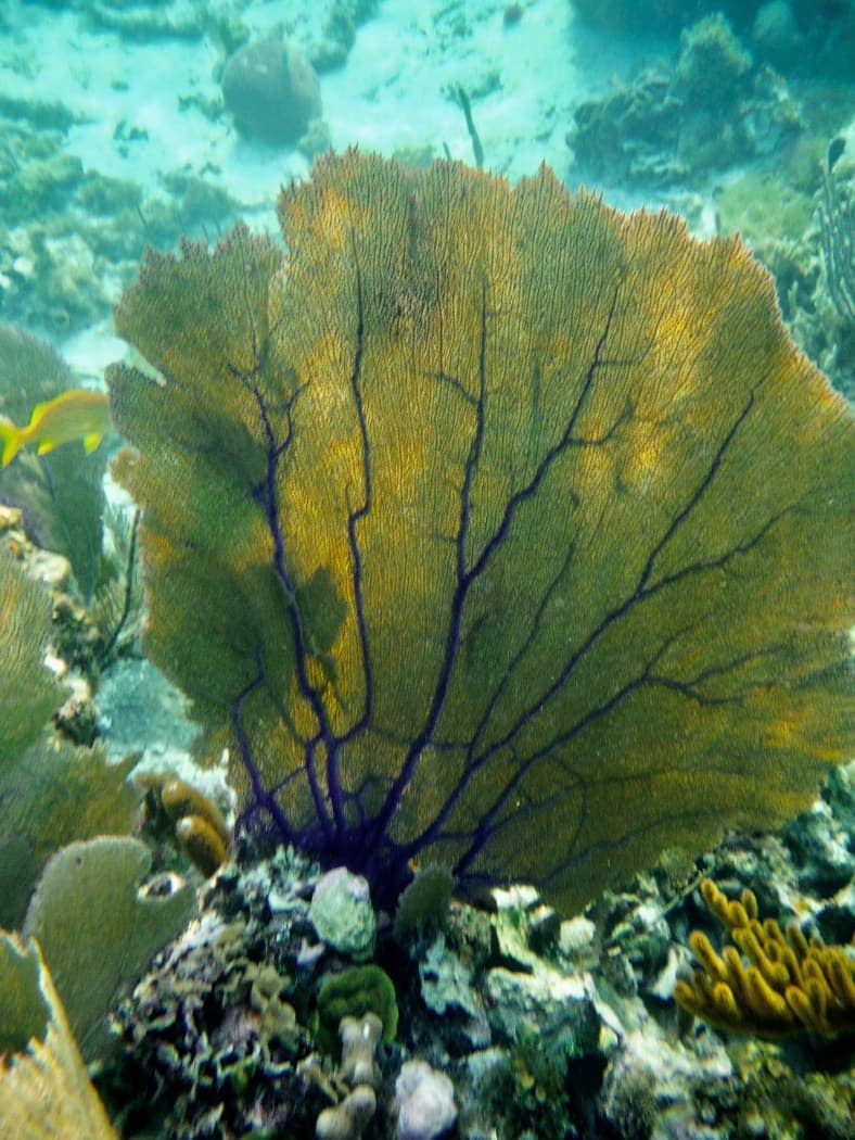 Yellow and purple fan coral