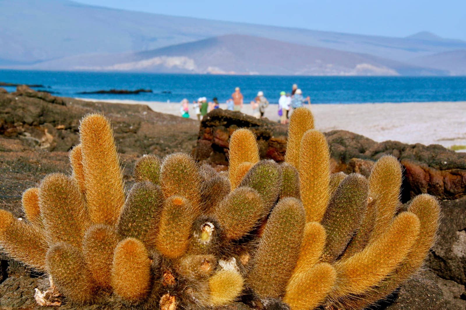 Yellow cactus with people in background