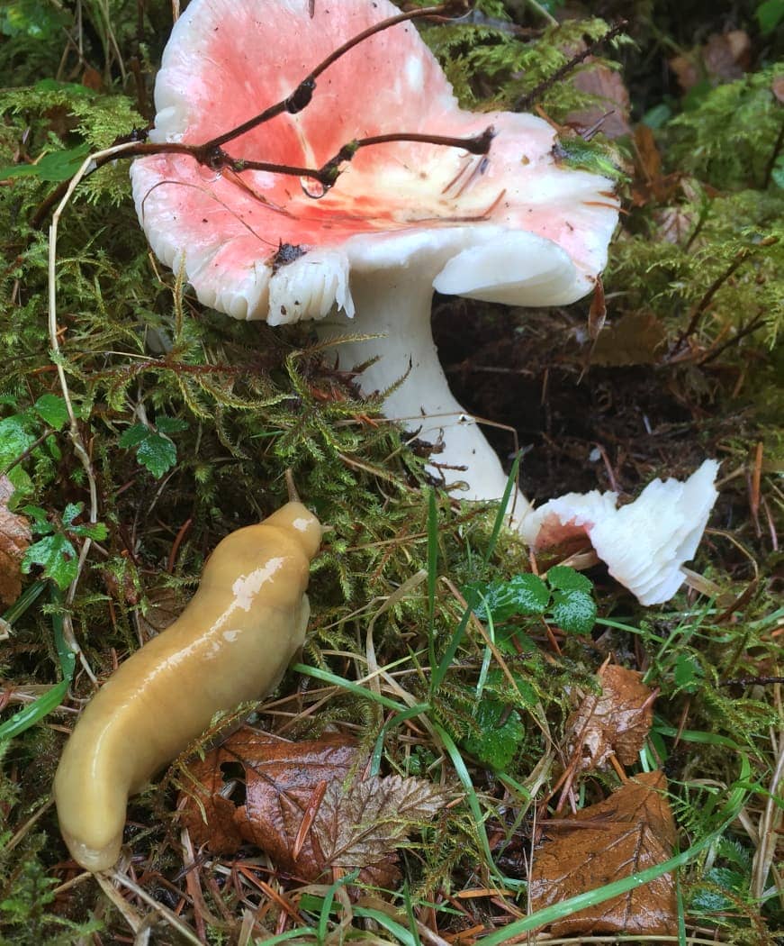 Yellow slug and white mushroom