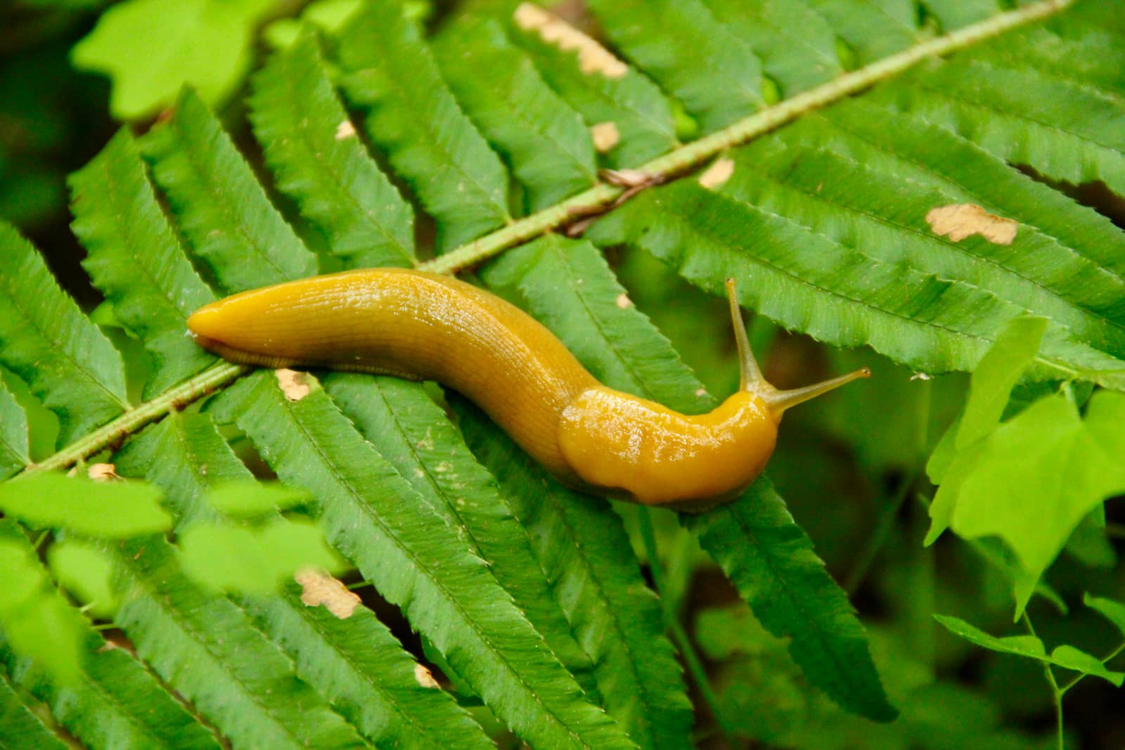 Yellow slug on green leaves