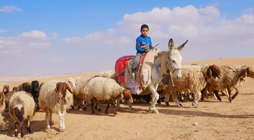 Young boy herding sheep in Jordan