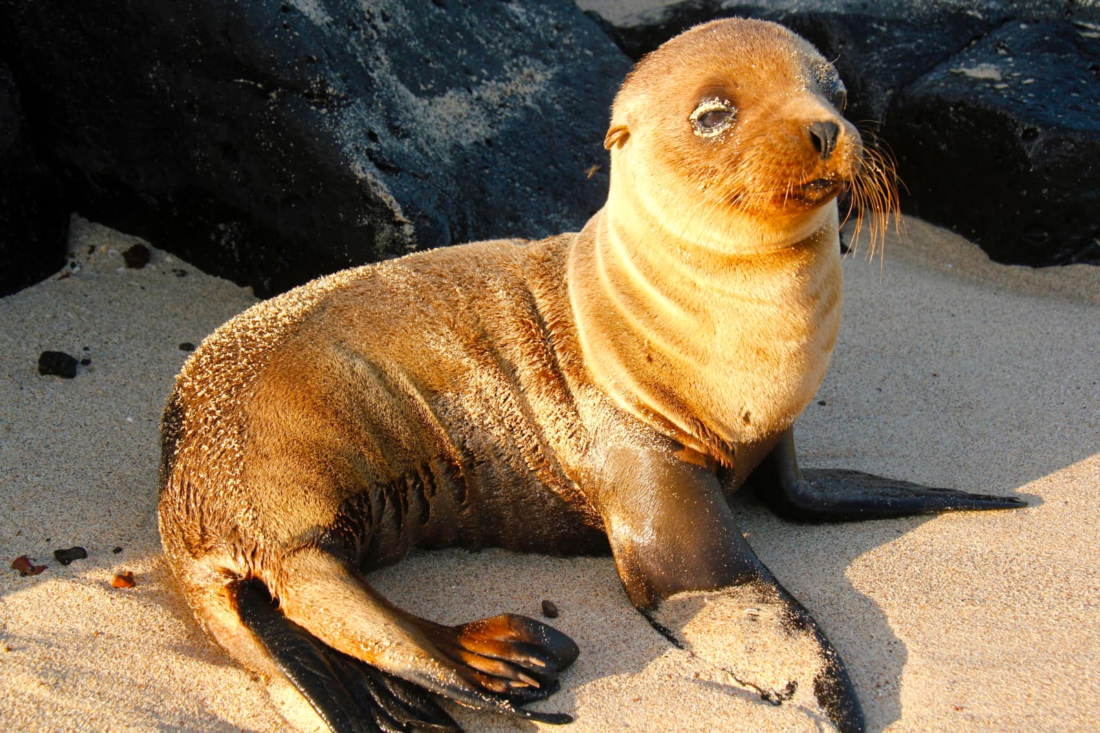 Young seal lying on sand