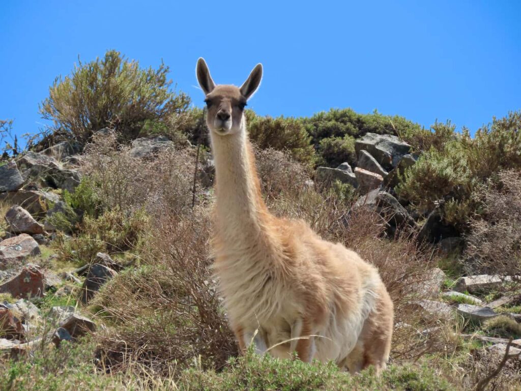 A long necked hairy relincha stands on grassy hillside