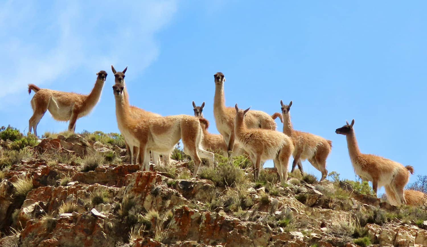 Multiple South American llamas standing on hillside looking towards camera with blue sky in background