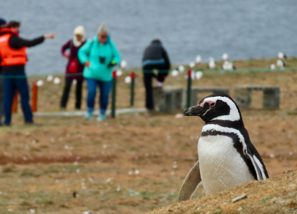 One penguin with a group of tourists in the background.