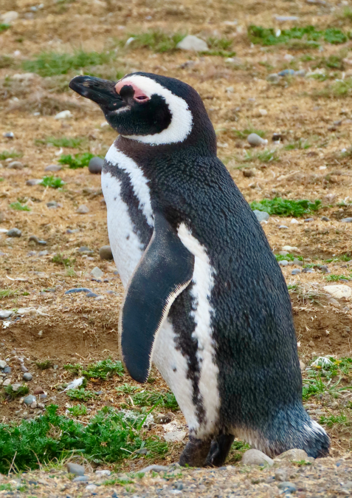 A smirking Magellanic penguin.