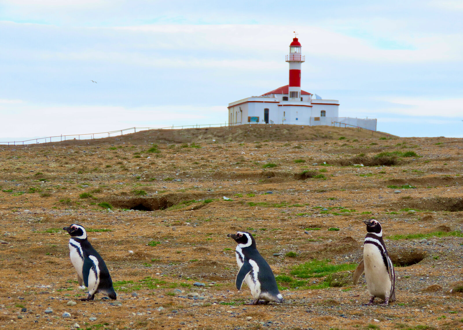 Three penguins walk in front of a grassy hill, topped by a white and red lighthouse.