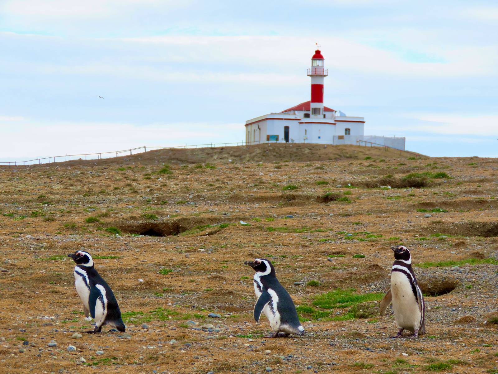 Three penguins walk in front of a grassy hill, topped by a white and red lighthouse.