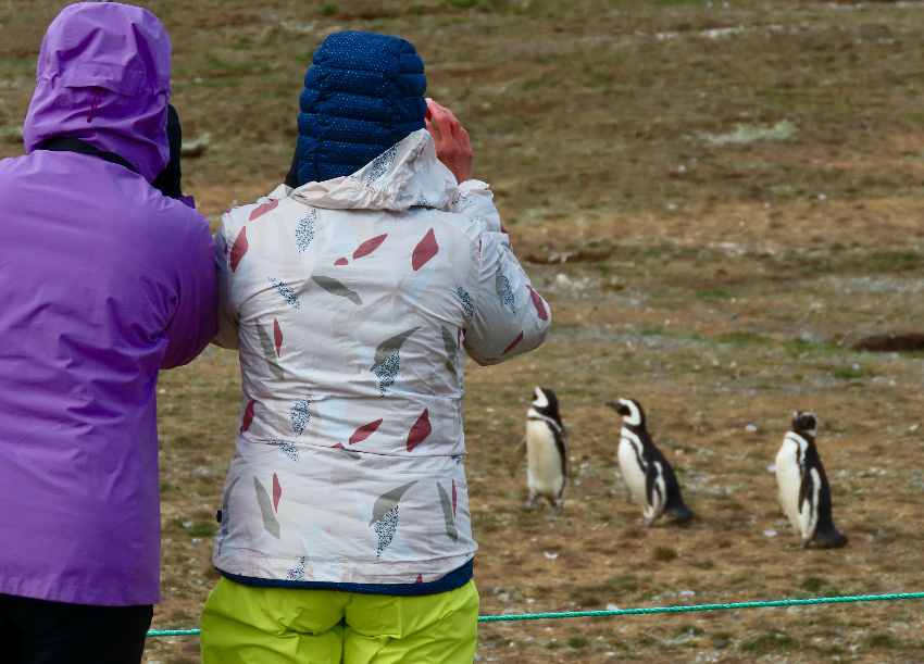 Two tourists, seen from the back, take pictures of three penguins behind a rope.