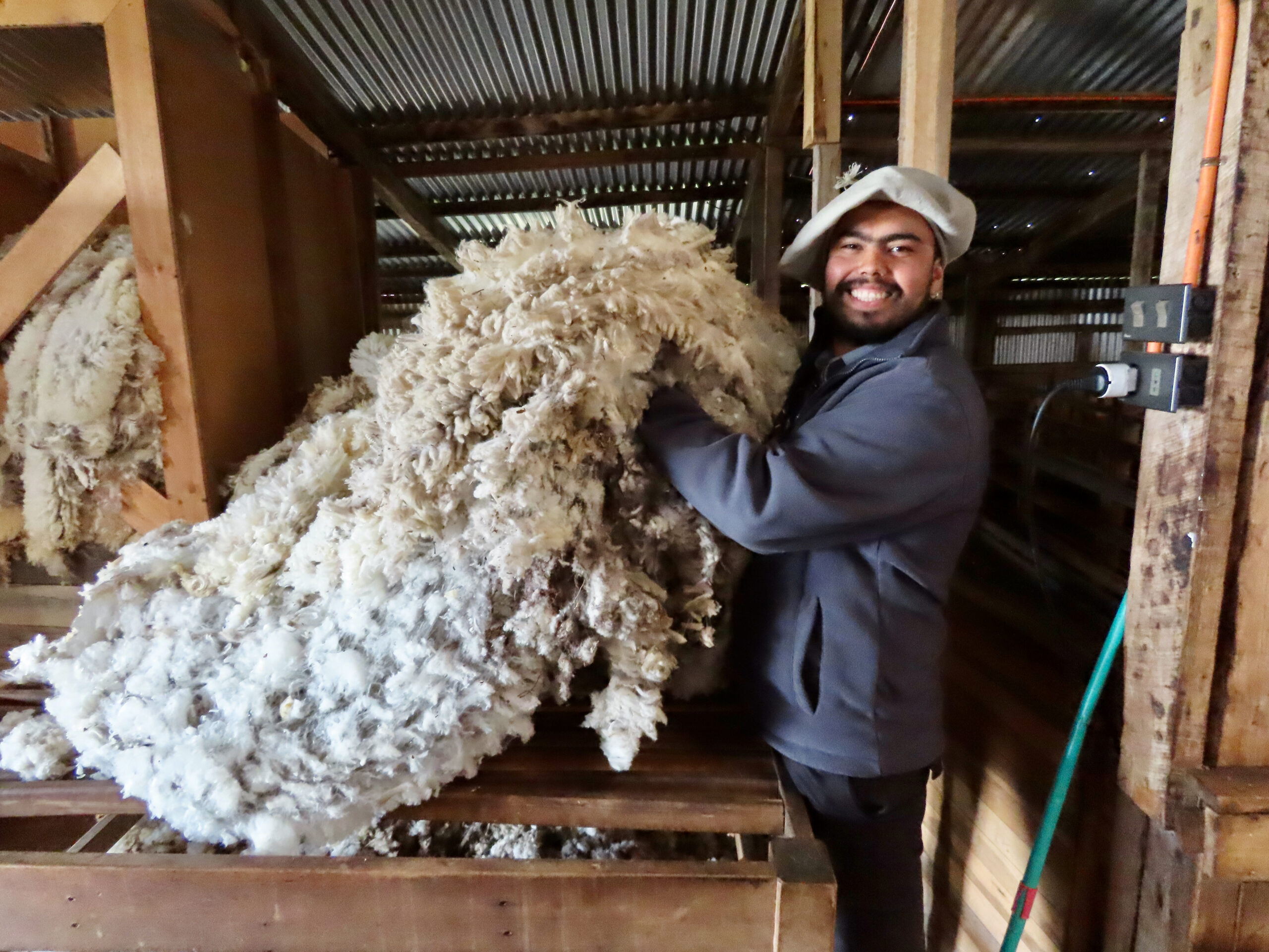 A smiling worker in a shearing shed hoists a large freshly shorn fleece above a wooden pen.